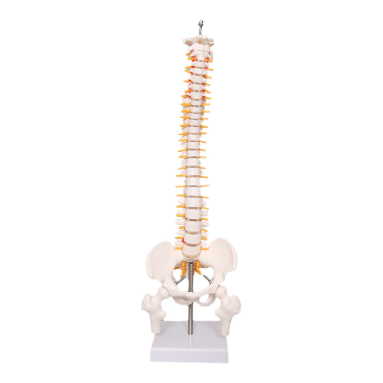 Spine Model Education Tool Lea - Medical Lab Study reseña y precio