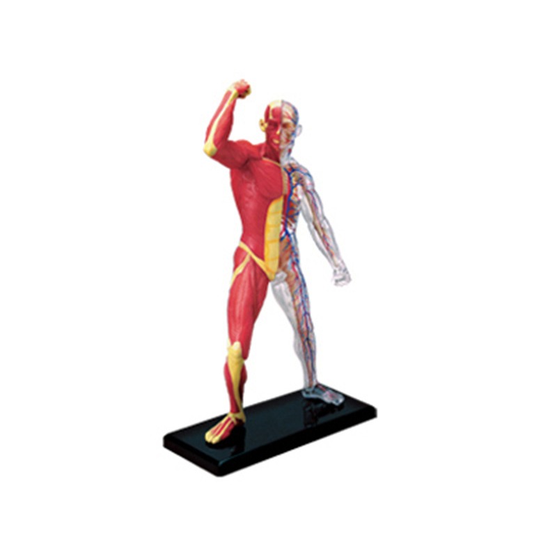 4d Master Human Muscle Skeleto - Medical Lab Technology reseña y precio