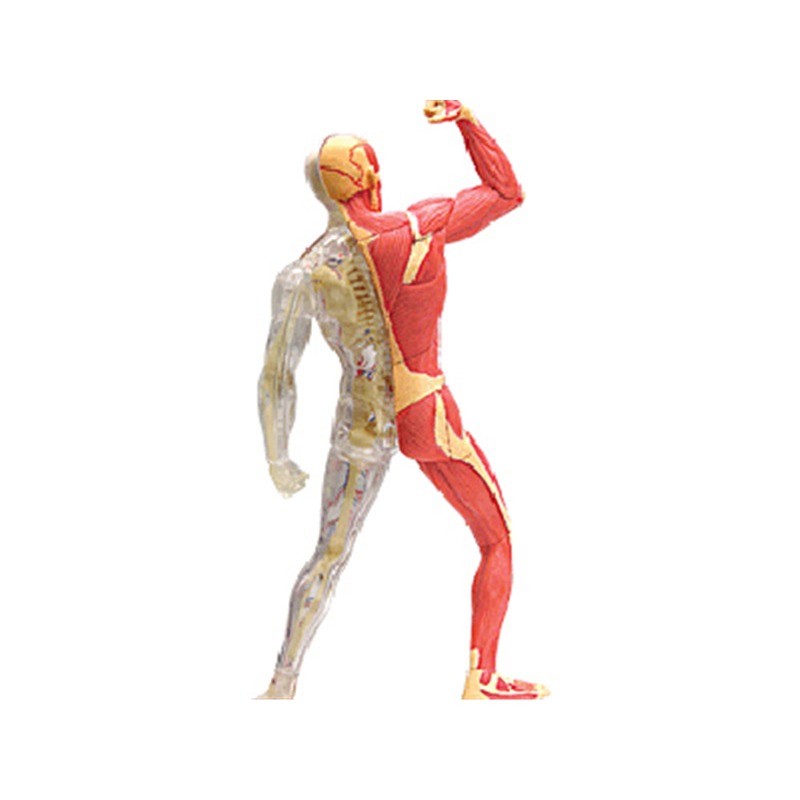 4d Master Human Muscle Skeleto - Medical Lab Technology reseña y precio