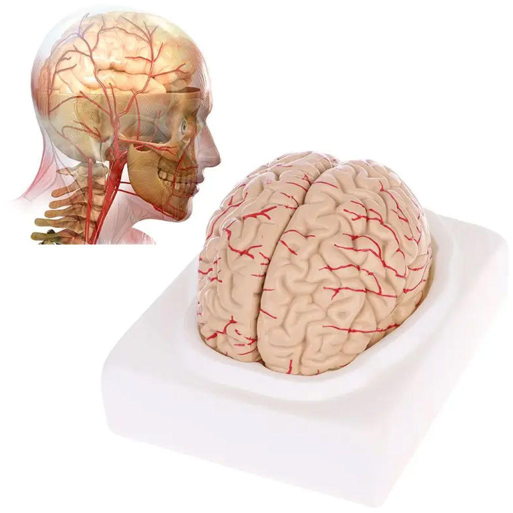Man Woman Brain Model Life Siz - Medical Lab Study reseña y precio