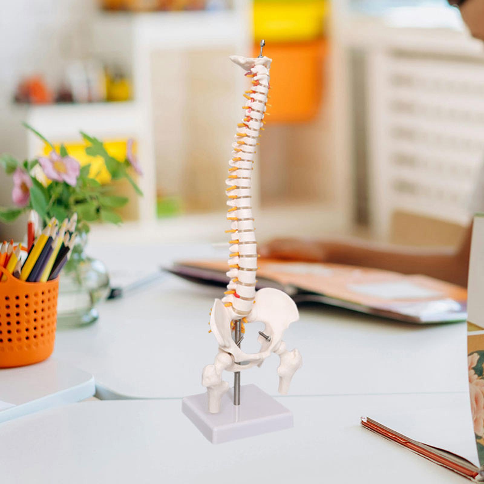 Human Spine Model 17.7inch for - Medical Lab Study reseña y precio
