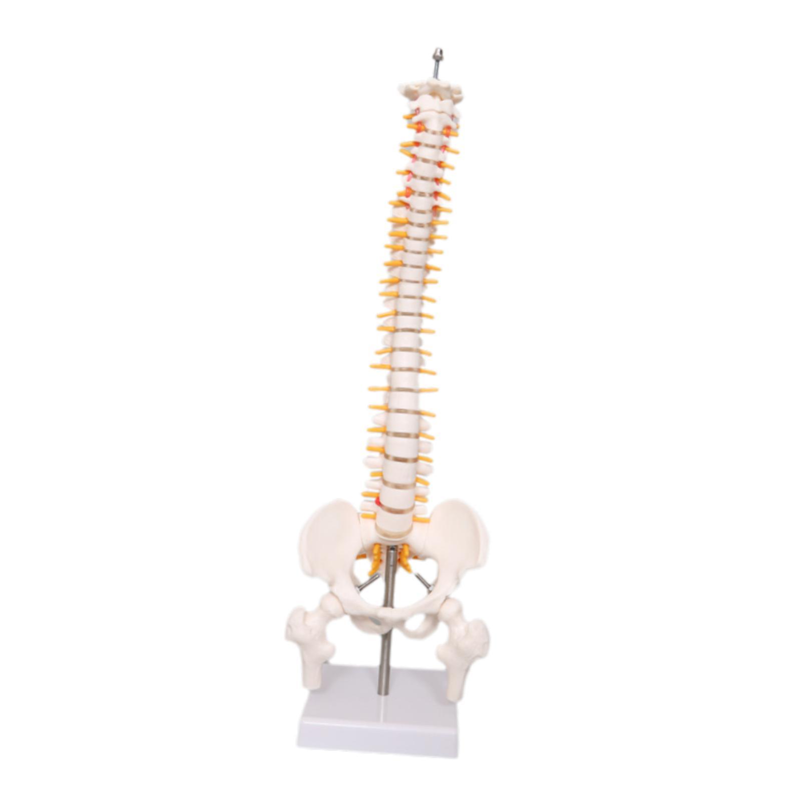 Human Spine Model 17.7inch for - Medical Lab Study reseña y precio