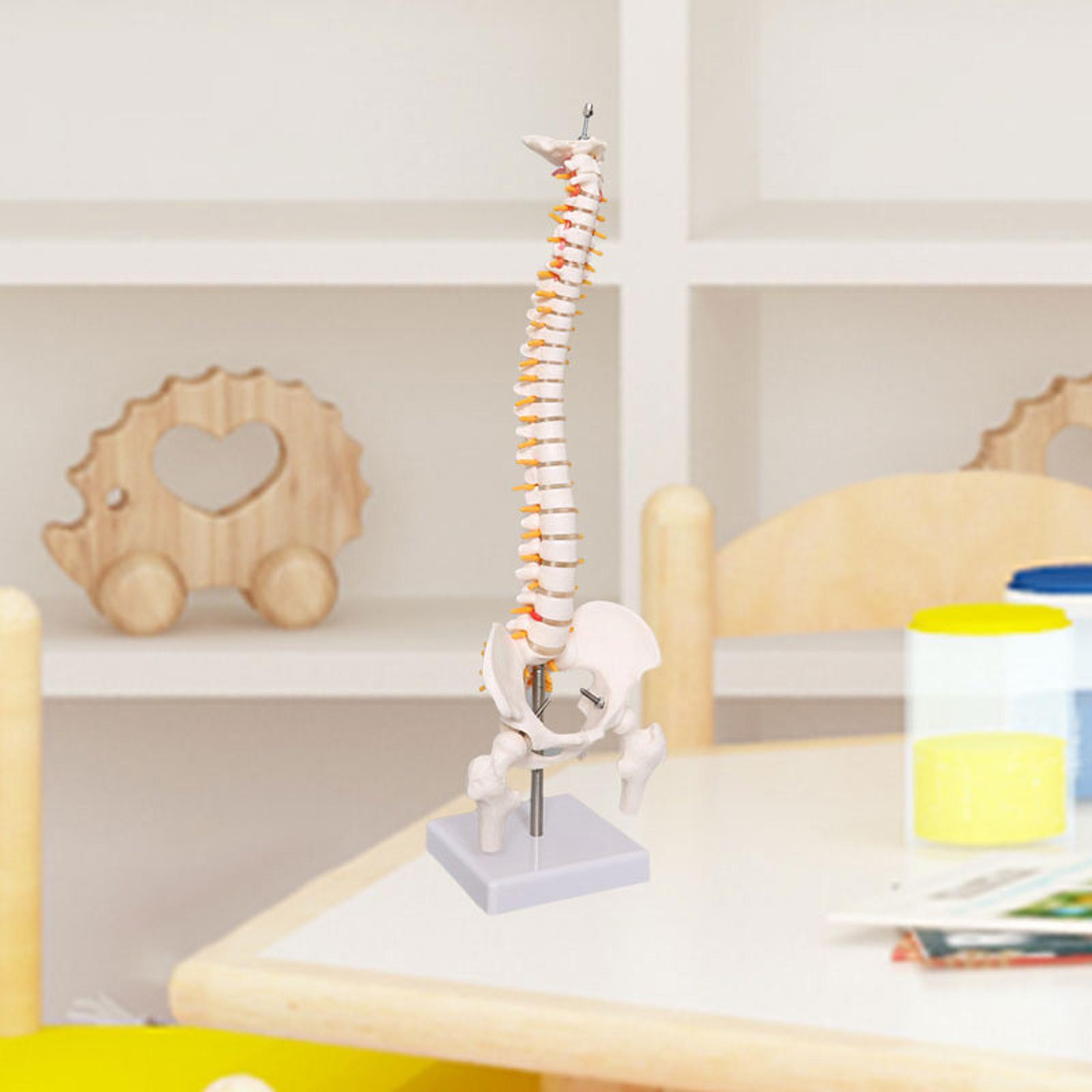 Human Spine Model 17.7inch for - Medical Lab Study reseña y precio