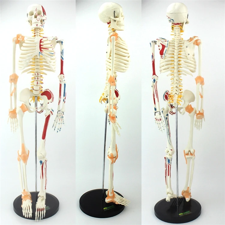 【HOT】Medical Education High Qu - Medical Lab Upgrade reseña y precio