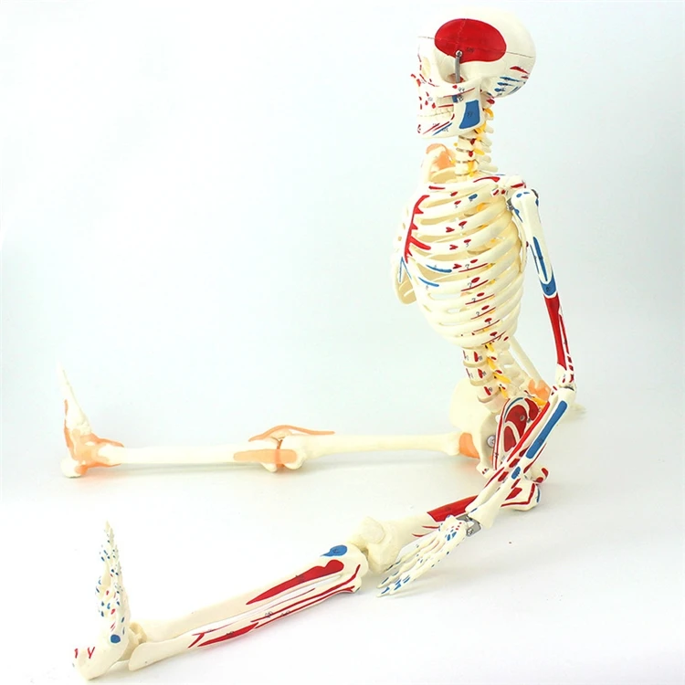 【HOT】Medical Education High Qu - Medical Lab Upgrade reseña y precio