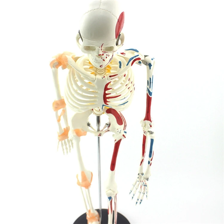 【HOT】Medical Education High Qu - Medical Lab Upgrade reseña y precio