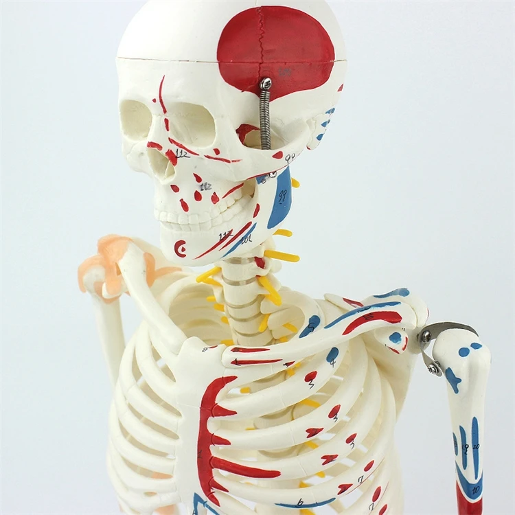【HOT】Medical Education High Qu - Medical Lab Upgrade reseña y precio
