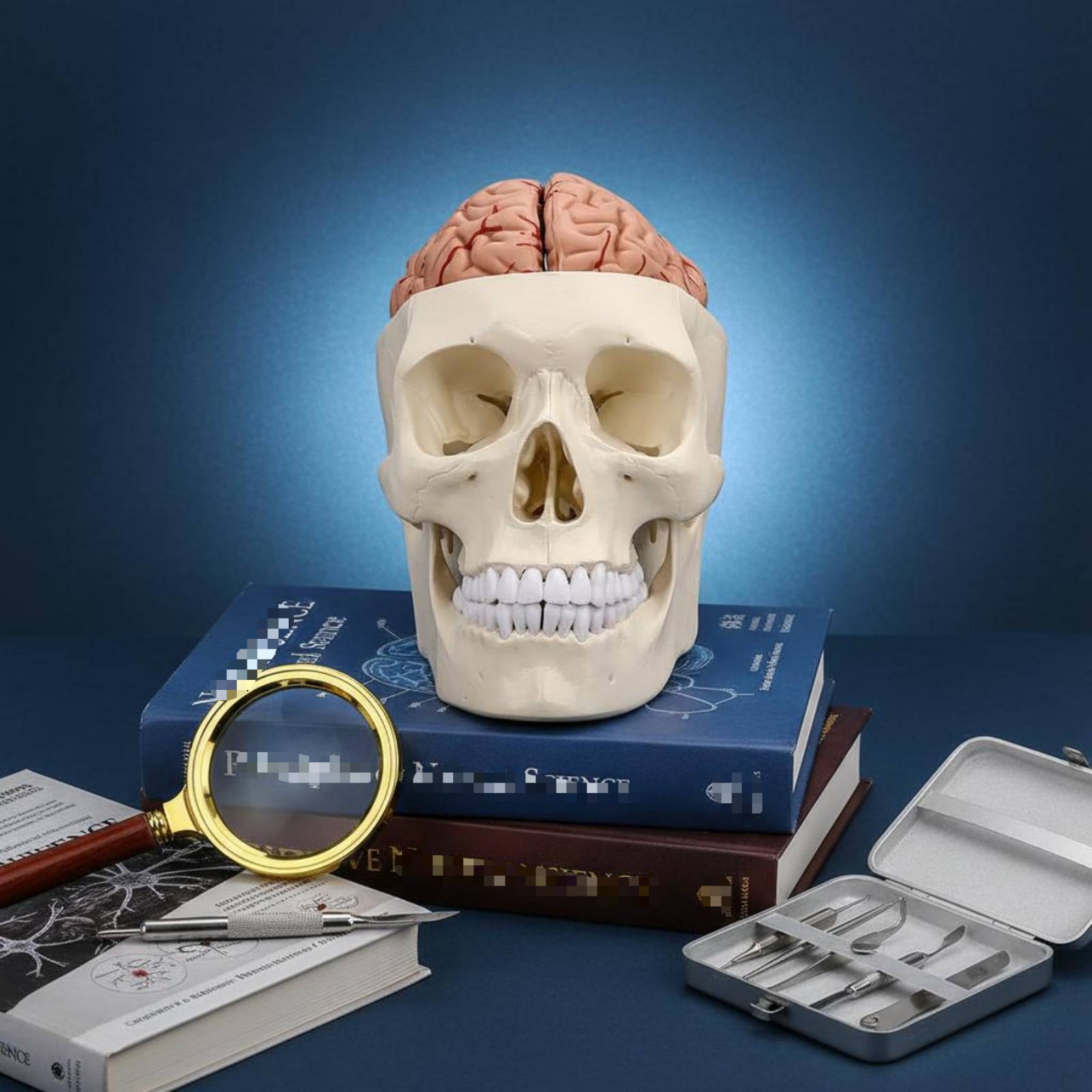 Human Skull and Brain Model Li - Medical Lab Study reseña y precio