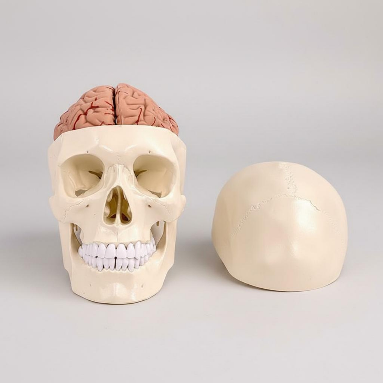 Human Skull and Brain Model Li - Medical Lab Study reseña y precio