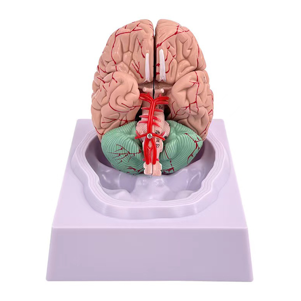 Human Life Size People Brain F - Medical Lab Study reseña y precio