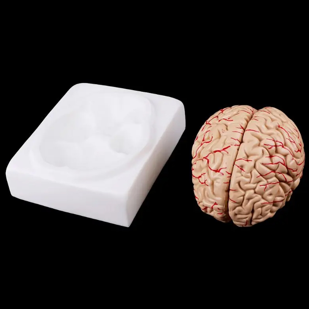 Human Life Size People Brain F - Medical Lab Study reseña y precio