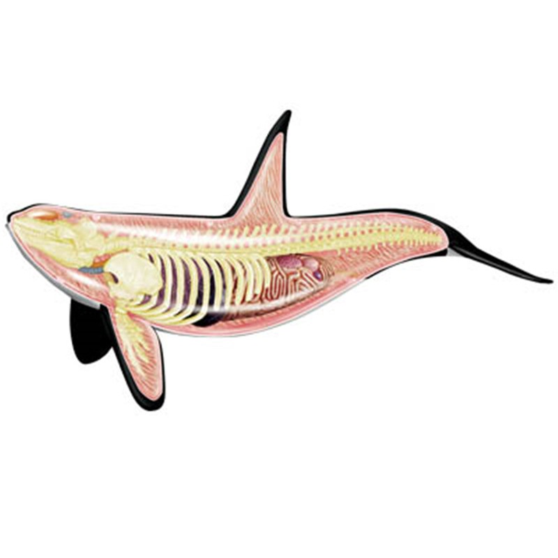 4D Vision Orca Whale Skeleton  - Medical Lab Technology reseña y precio