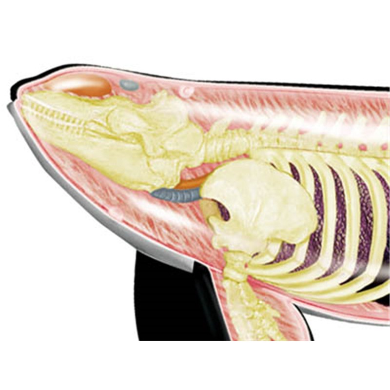4D Vision Orca Whale Skeleton  - Medical Lab Technology reseña y precio